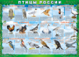 Комплект таблиц "Птицы России (4 листа)" (100х140 сантиметров, винил) - fgospostavki.ru - Ростов-на-Дону