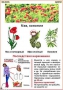 Комплект кодотранспарантов "Ядовитые растения" - fgospostavki.ru - Ростов-на-Дону